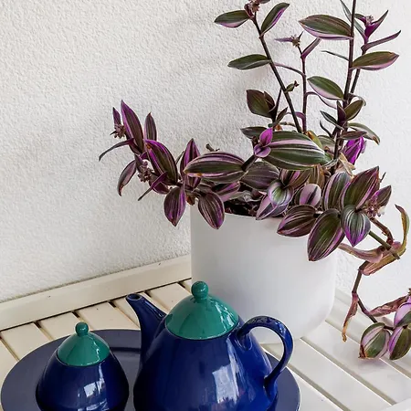 Holidays Sun בית נופש *